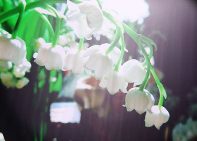 Close up white snowdrops