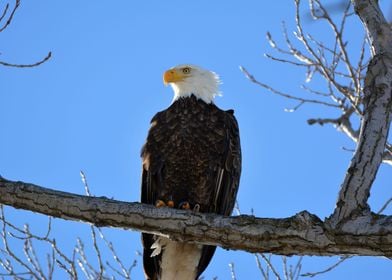 Bald Eagle on A Winter Day