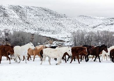 Wild Horses