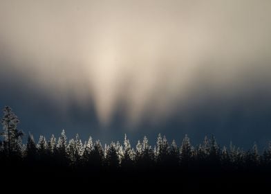 Sunrise Through Pine Trees