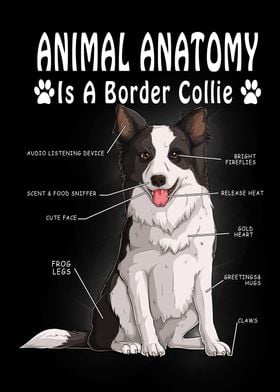 dog anatomy