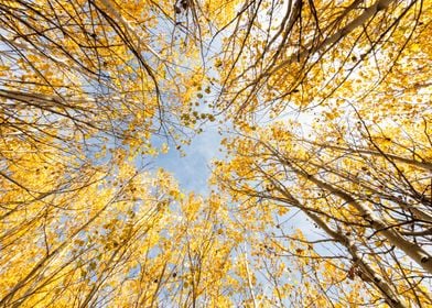 Looking Through the Aspens