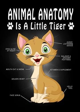 cat anatomy 