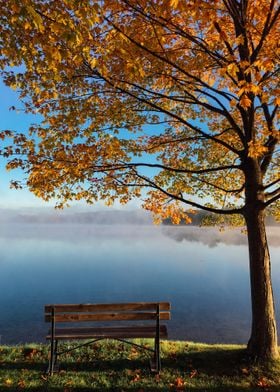 Wooden Bench and Tree