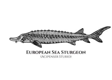 European Sea Sturgeon Art