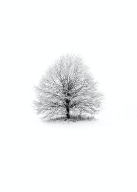 Winter snow tree