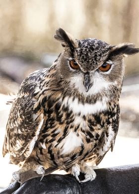 Owl On A Rock