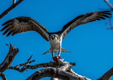 Feasting on the catch