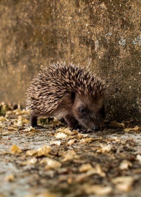 Hedgehog street