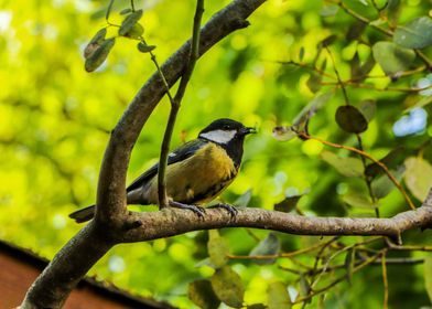 A tit returns from hunting