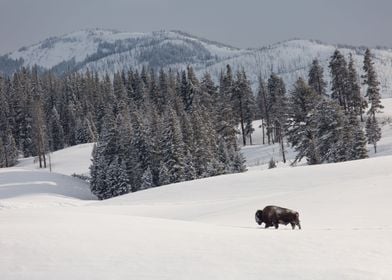 Bison Bull Snowy Forest