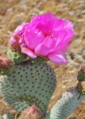 cacti with flower