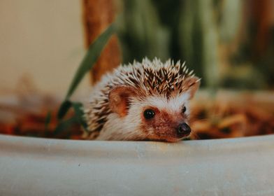 cute Hedgehog