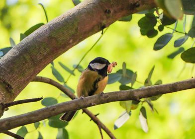 A tit on the hunt