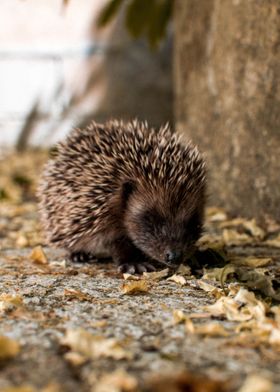 street Hedgehog