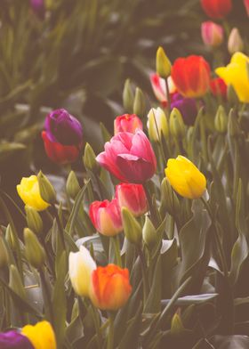 Abundance of Tulips