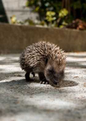 Hedgehog mini