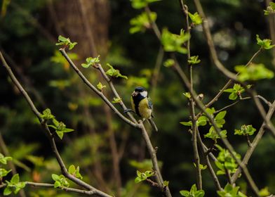 A tit on the hunt