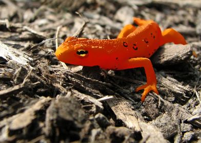 orange SALAMANDER