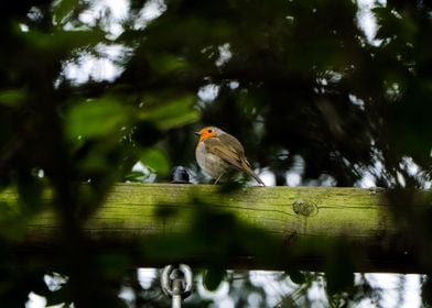 Perching robin