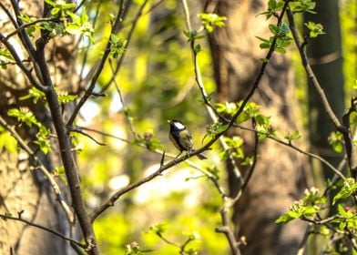 A tit returns from hunting