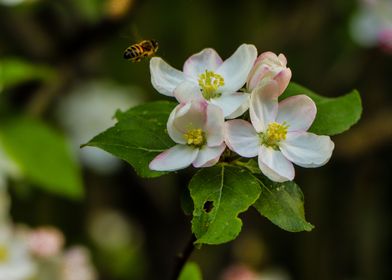 A bee is foraging a flower