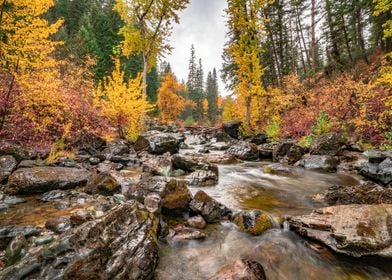 In the Heart of the Forest