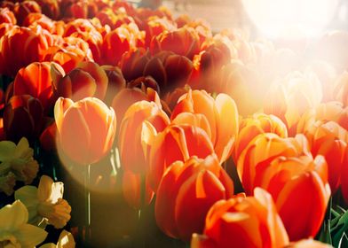 Orange tulips field sunny