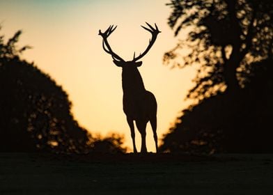 Christmas Deer