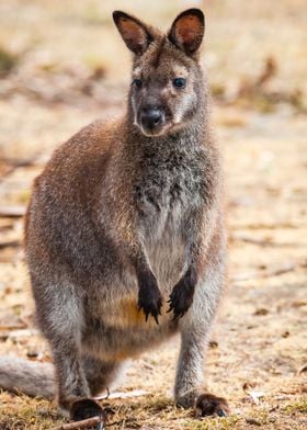 Cute Wallaby Australia