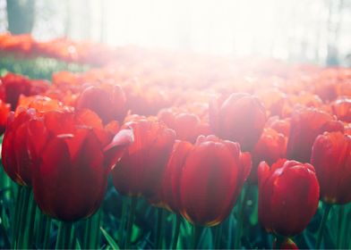 Red tulips field sunshine