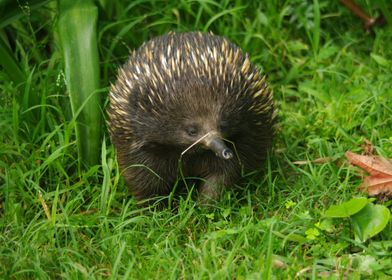 forest Hedgehog