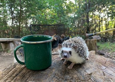 a glass Porcupine