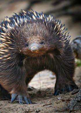 Porcupine