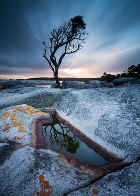 Tree reflection Tasmania