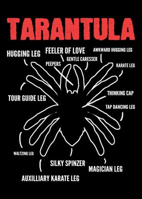 Tarantula Anatomy Pet Love