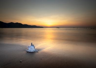 Conch on shoreline