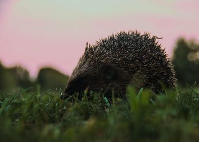 this Hedgehog