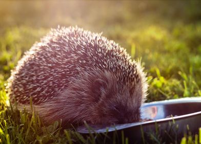 mlungker Porcupine