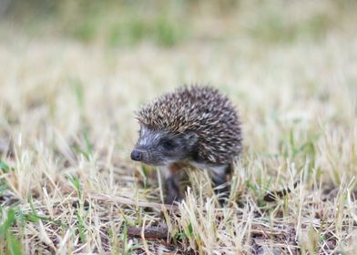 Porcupines