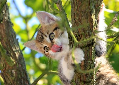 Climbing Kitten