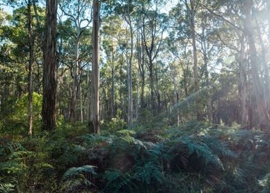 Eucalyptus forest Victoria