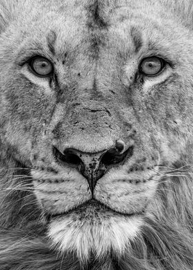 Lion Face close up