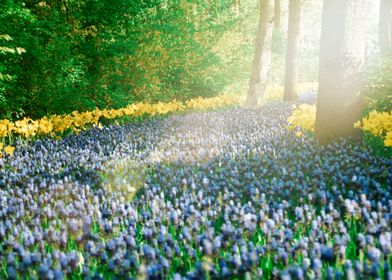 Sea of purple muscari  