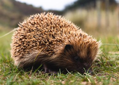 animal Hedgehogs