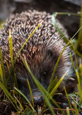 animals Hedgehogs