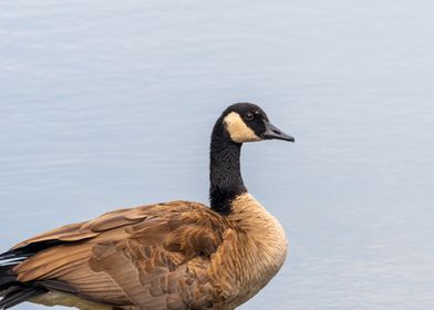 Canadian Goose