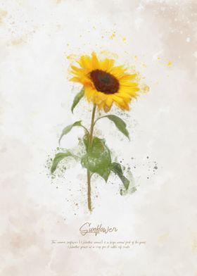 Sunflower 