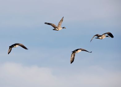 Four geese in flight