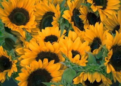 Sunflowers